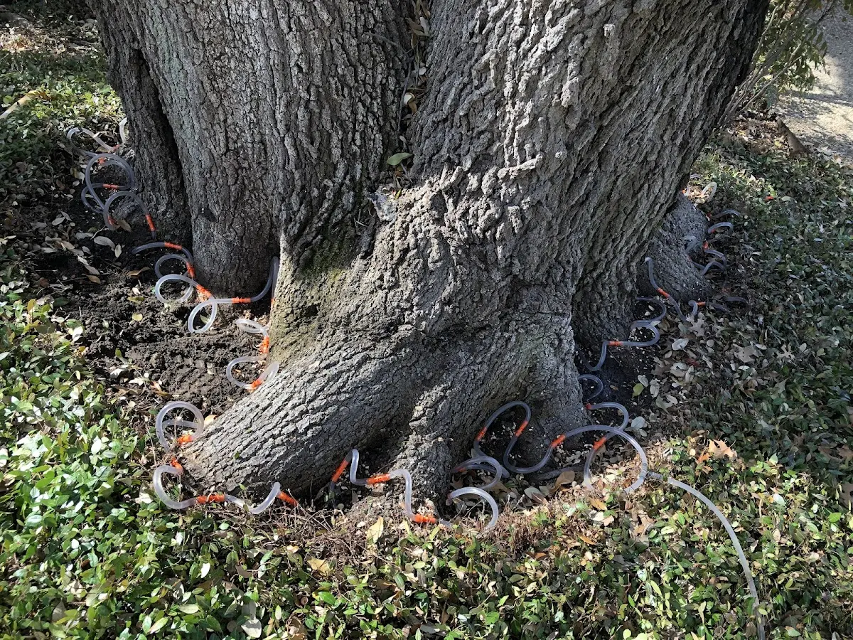 Detailed Tree Cabling and Bracing job site in Tennessee Ridge
