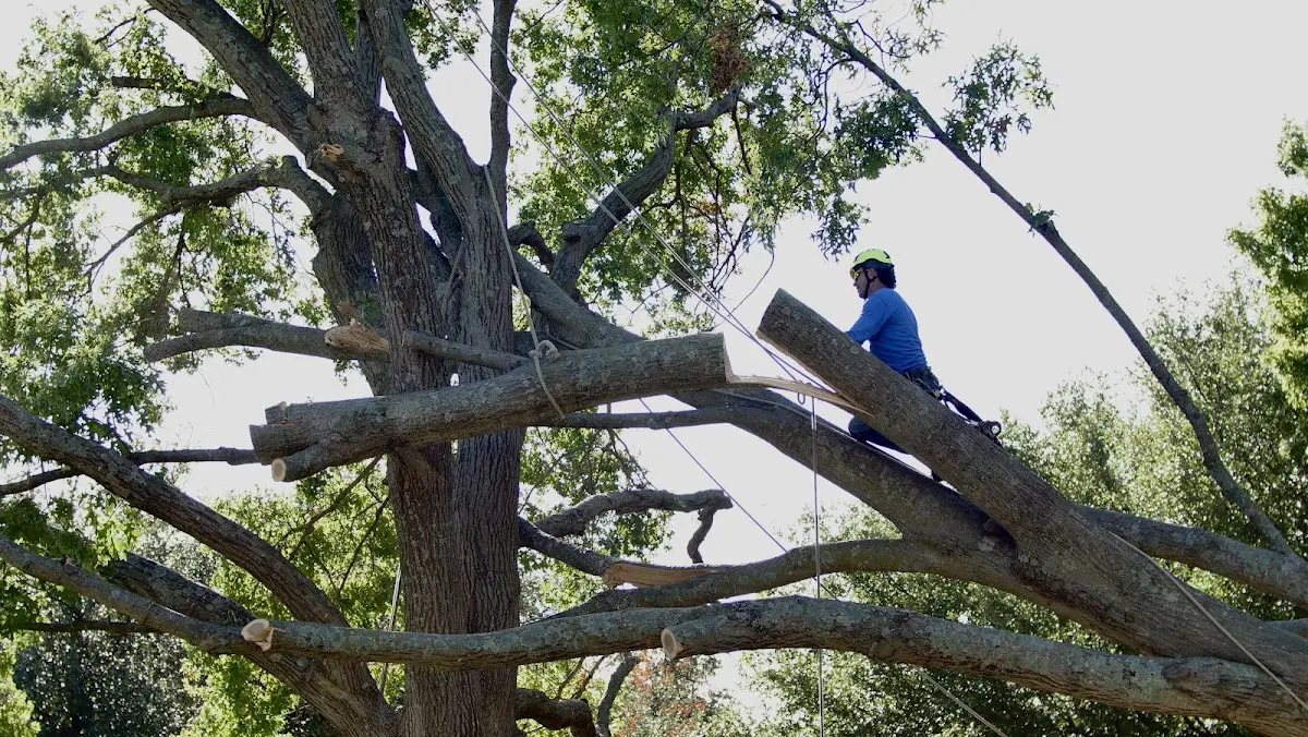 Professional Crown Thinning performed by certified arborists in Tennessee Ridge